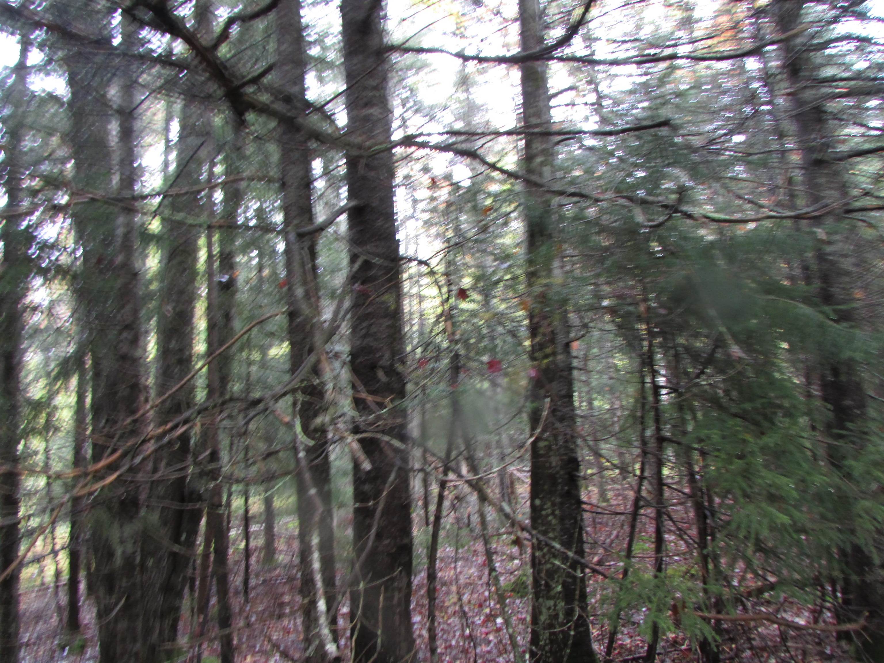 Nichols Pond Road Hardwick, VT 05843 - Photo 20 of 21 Gallery Image 20