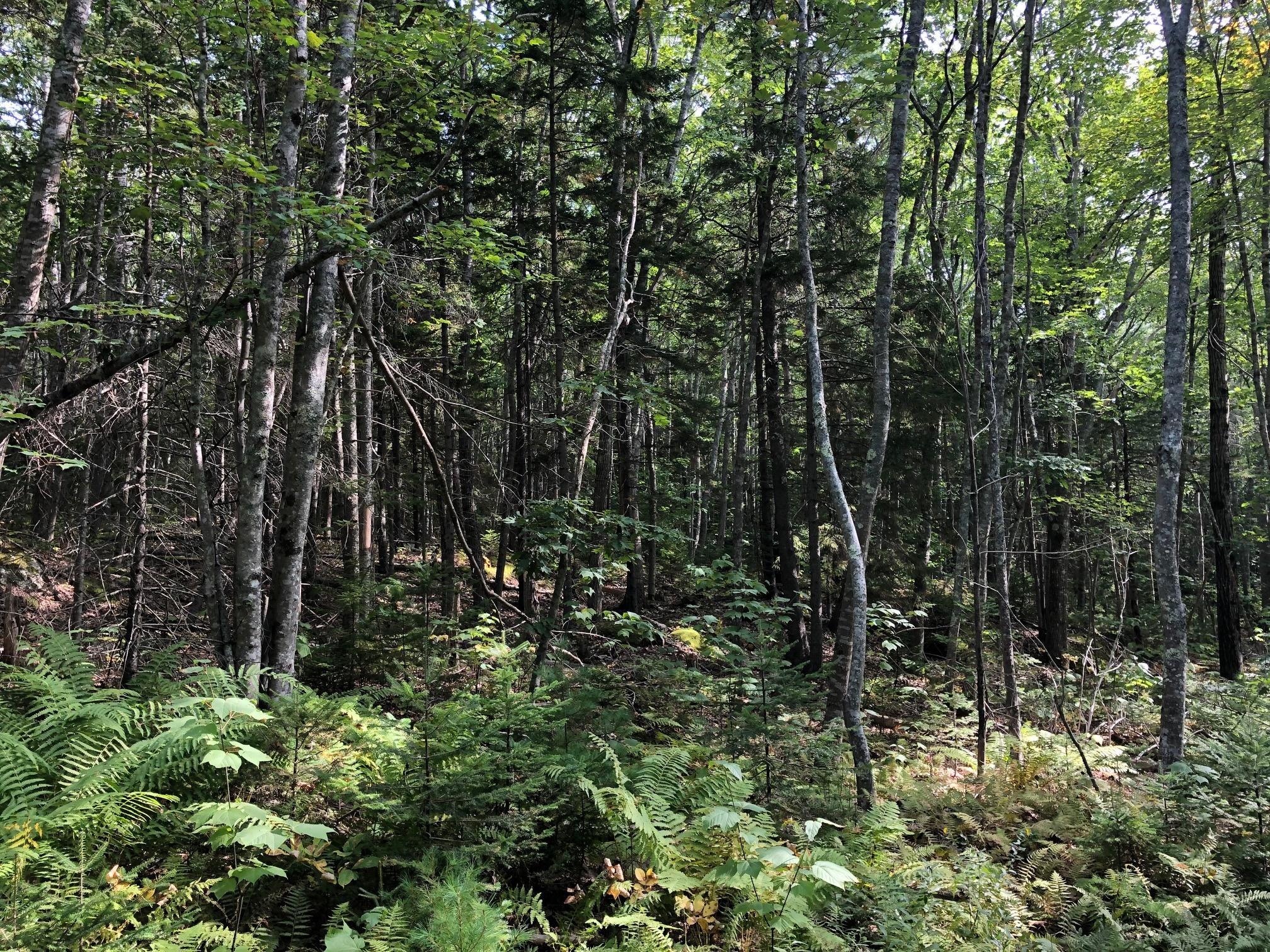 0 Texas Road South Bristol, ME 04568 - Photo 3 of 3 vantrees1