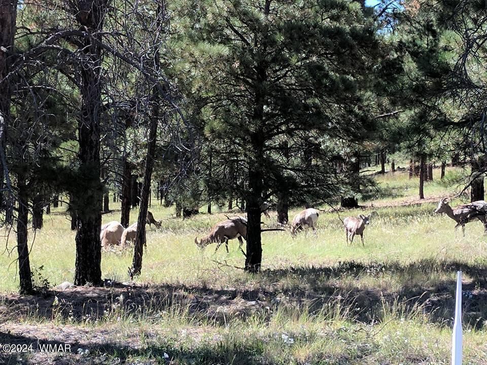 2864 Timber Line Road Pinetop, AZ 85935 - Photo 35 of 43 Pinetop Dear