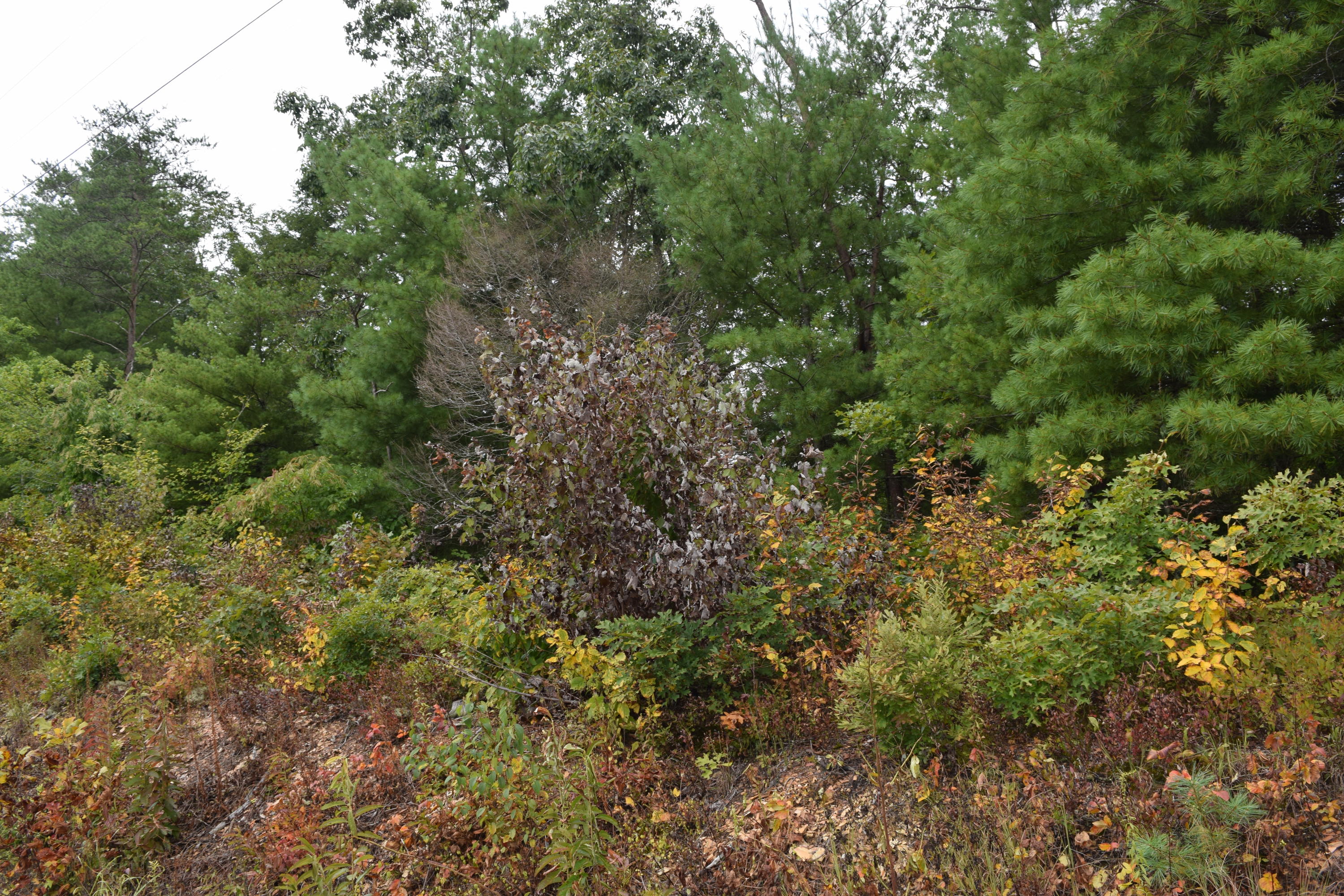 648 Hawk View Drive Townsend, TN 37882 - Photo 10 of 21 5 Acres