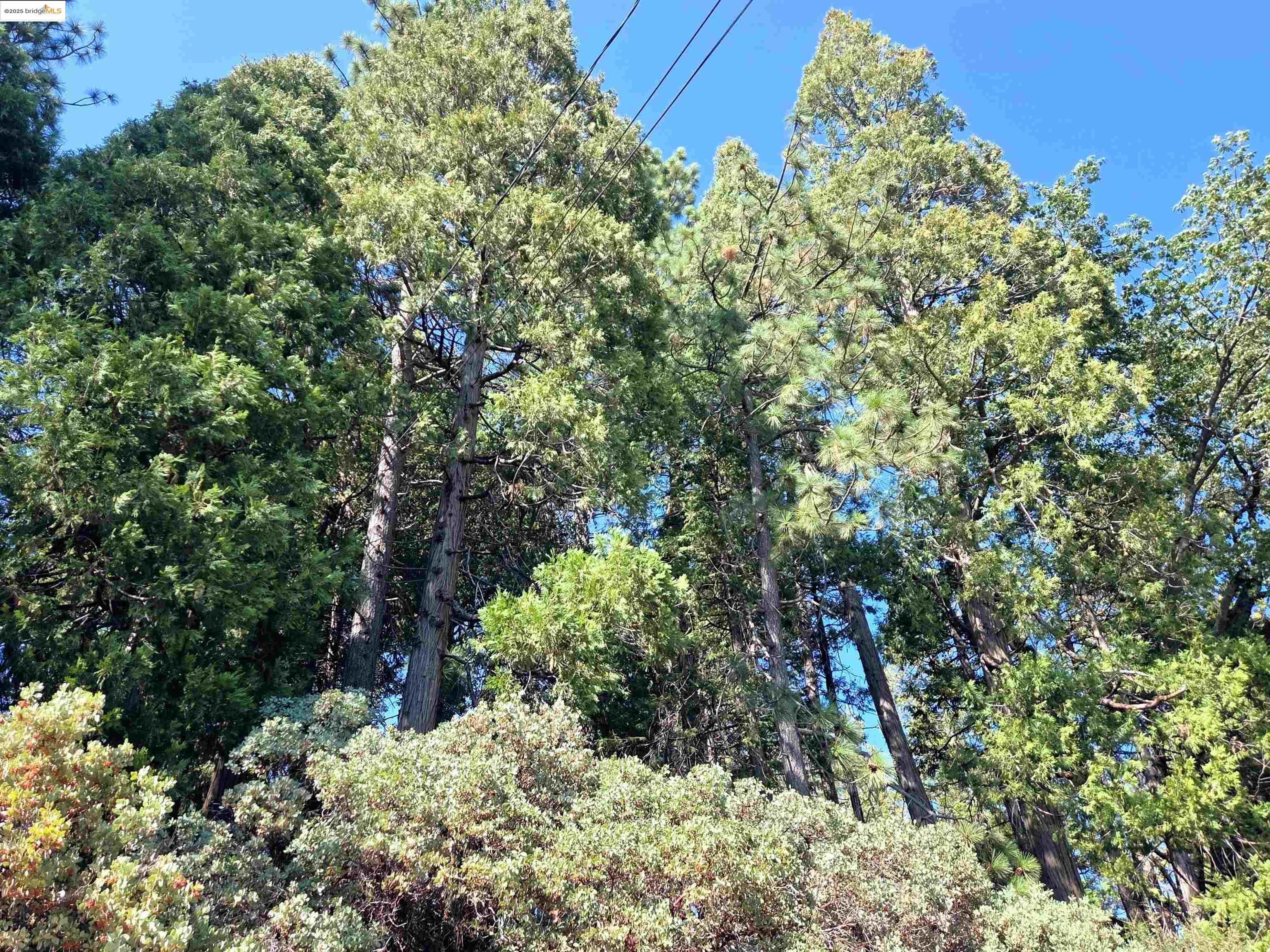 22558 Confidence Road Twain Harte, CA 95383 - Photo 2 of 3 View of tree filled area