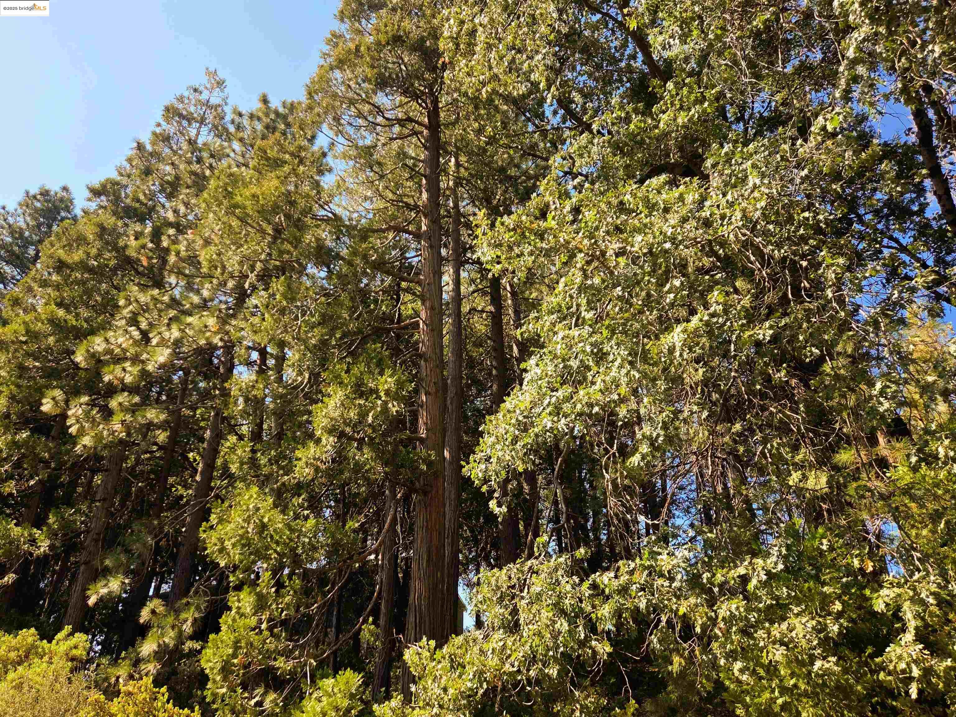 22558 Confidence Road Twain Harte, CA 95383 - Photo 3 of 3 View of tree filled area