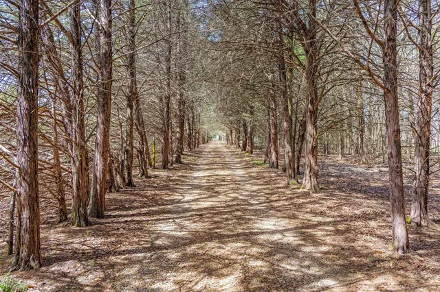 a view of a yard with trees