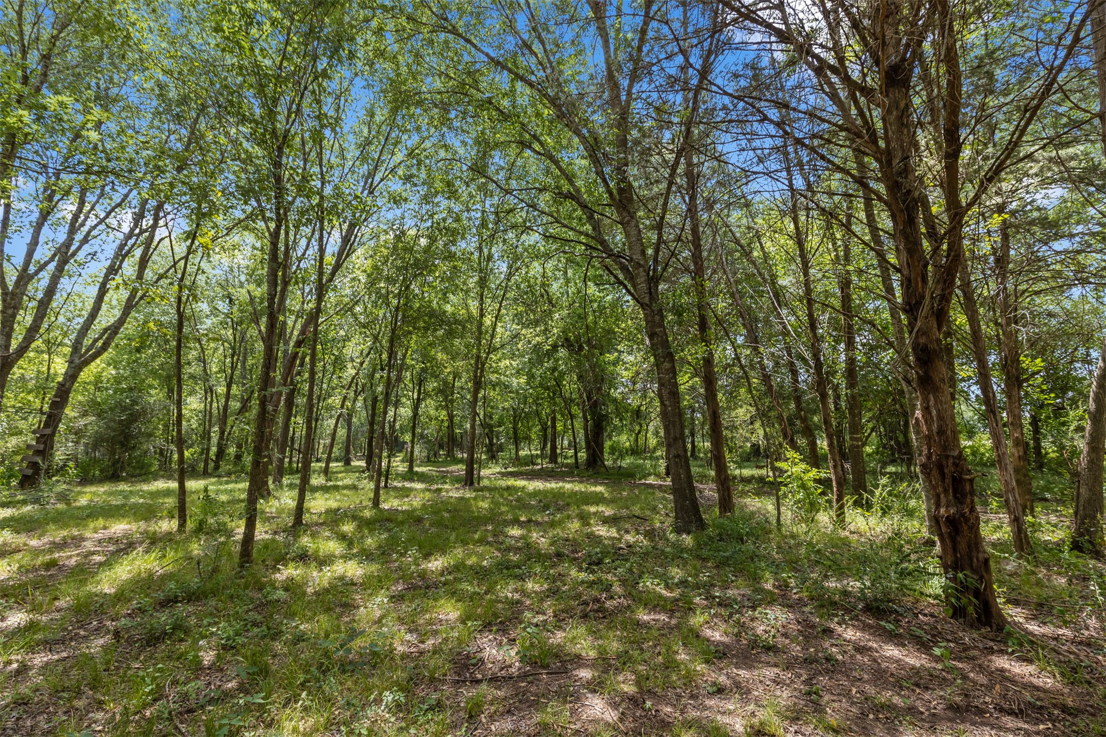 18022 Rogers Road New Waverly, TX 77358 - Photo 47 of 49 Shaded Area