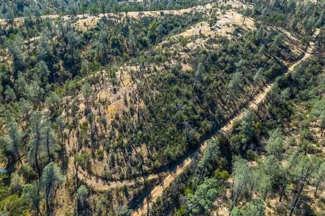 a view of a tree with a tree
