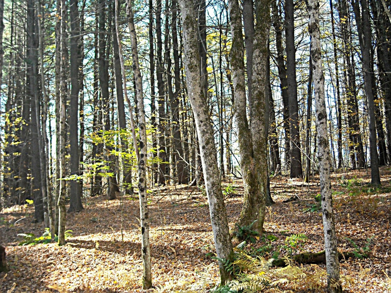 210 Hupi Road Monterey, MA 01245 - Photo 32 of 39 a view of street along with trees