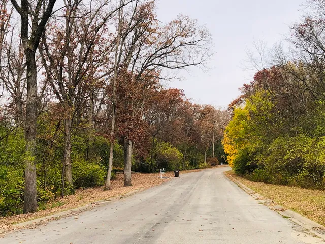 a view of a road with large trees
