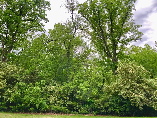 a view of a lush green forest