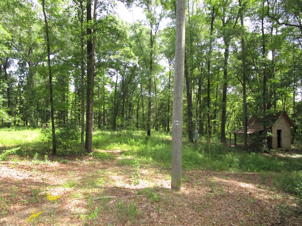 581 Doctors Pt Road Abbeville, AL 36310 - Photo 4 of 6