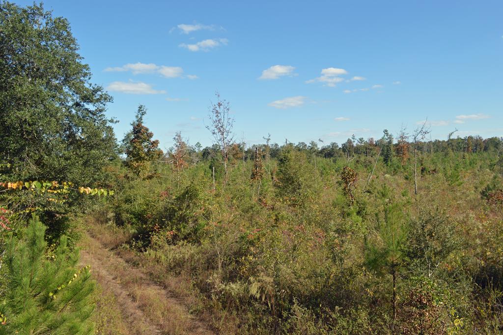 0 Greenhouse Road Gordon, AL 36343 - Photo 15 of 38