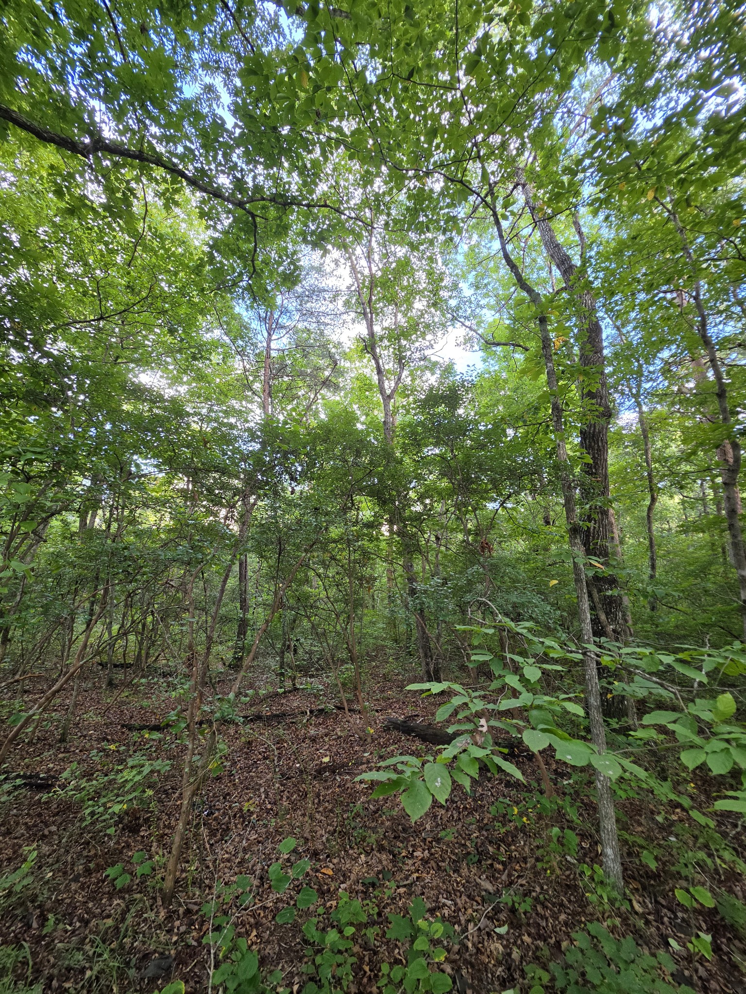 18 Meyers Road Altamont, TN 37301 - Photo 19 of 21 Gallery Image 19