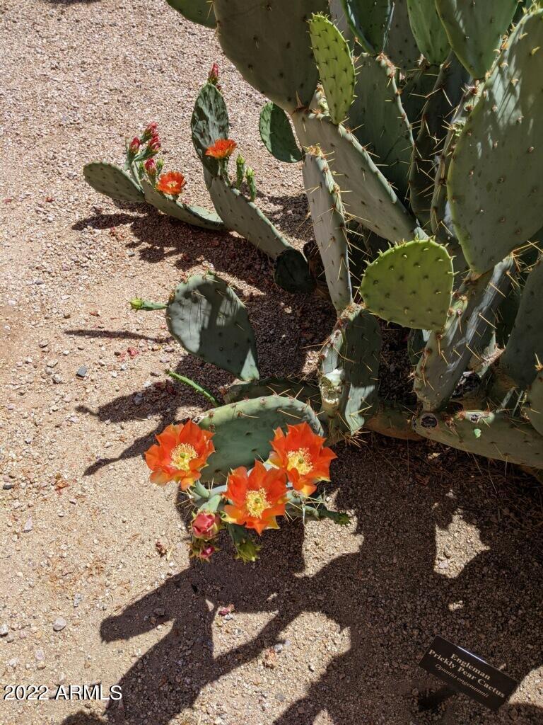 4303 East Cactus Road, Unit 207 Phoenix, AZ 85032 - Photo 32 of 35 B9BFAAED-437F-4121-B5F5-1C6D2E751FE1