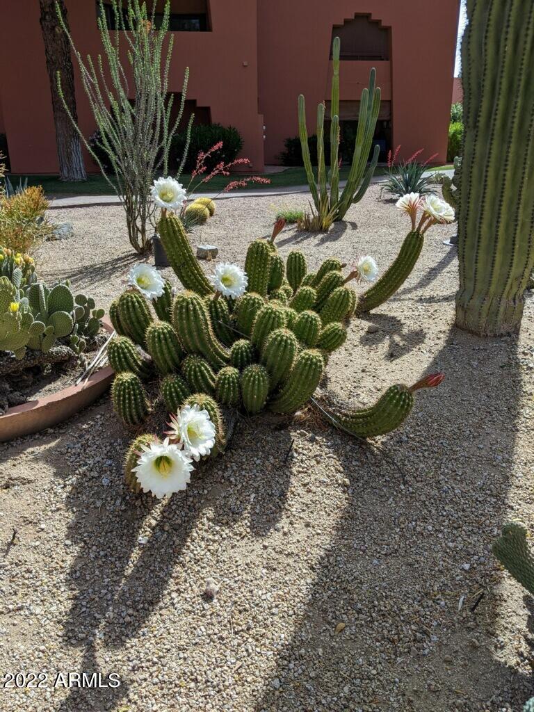 4303 East Cactus Road, Unit 207 Phoenix, AZ 85032 - Photo 34 of 35 07563094-4F04-499D-8F54-B58FE3AEEB99