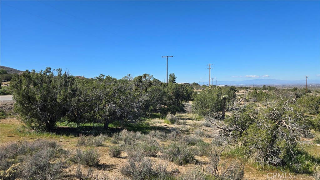 0 Valyermo Road Pearblossom, CA 93553 - Photo 27 of 35 a view of a forest with trees in the background