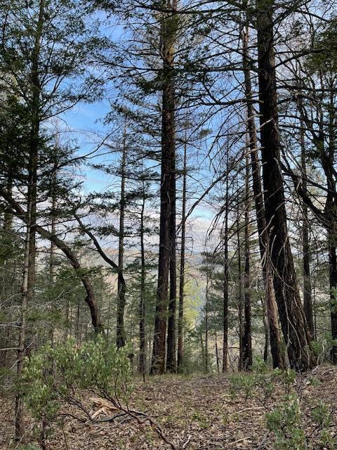 160 Ac Road Oak Run, CA 96069 - Photo 26 of 39 20240322022115349095000000-o