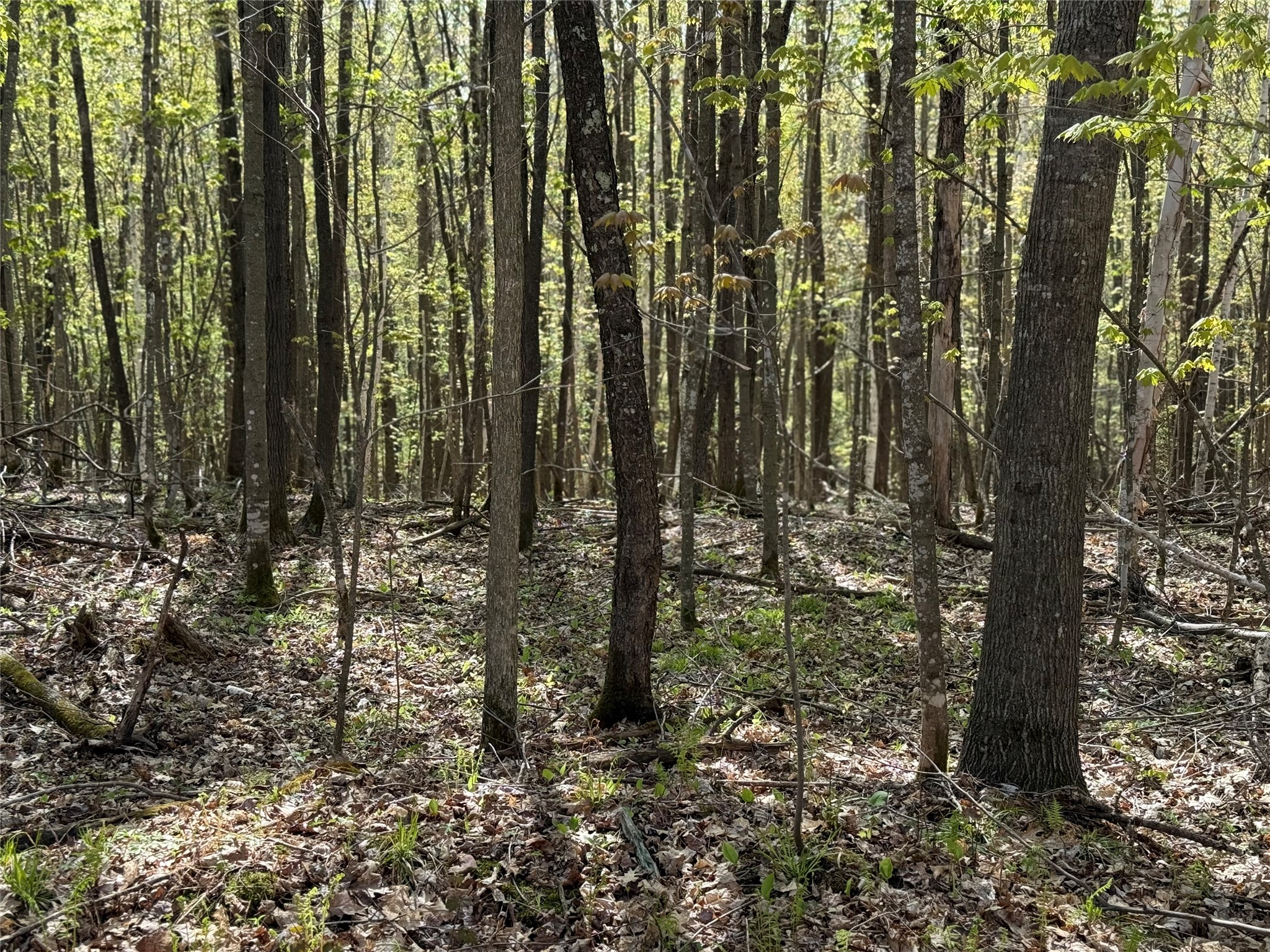 Xxx Xxx Leonard Road Stone Lake, WI 54876 - Photo 20 of 21