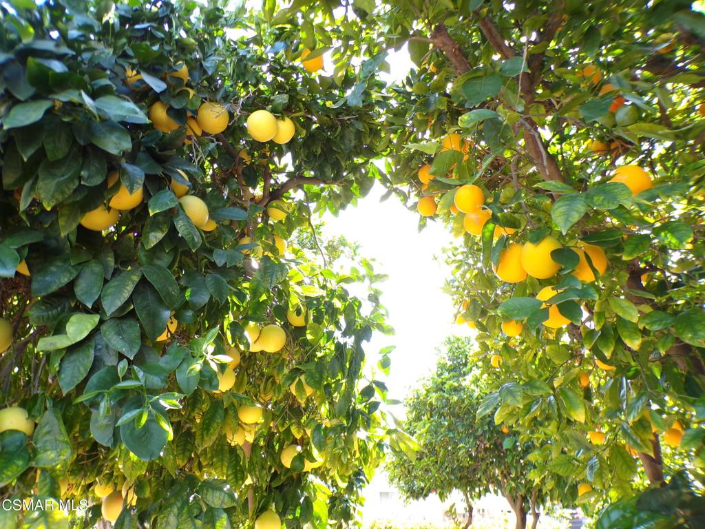 250 East Telegraph Road, Unit 220 Fillmore, CA 93015 - Photo 5 of 24 a view of flowers