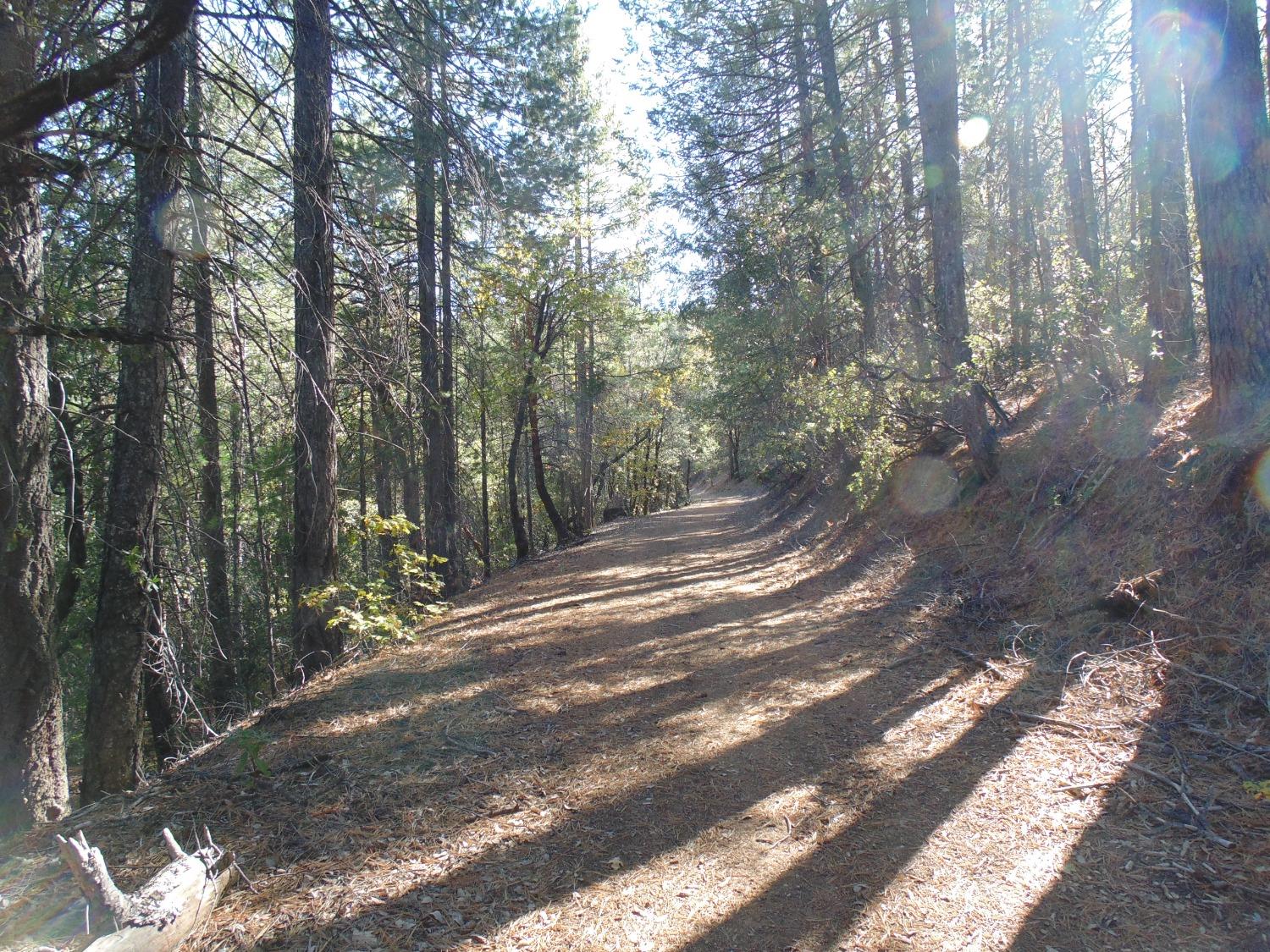 35 Balderston Road Georgetown, CA 95634 - Photo 27 of 37 a view of a forest with trees