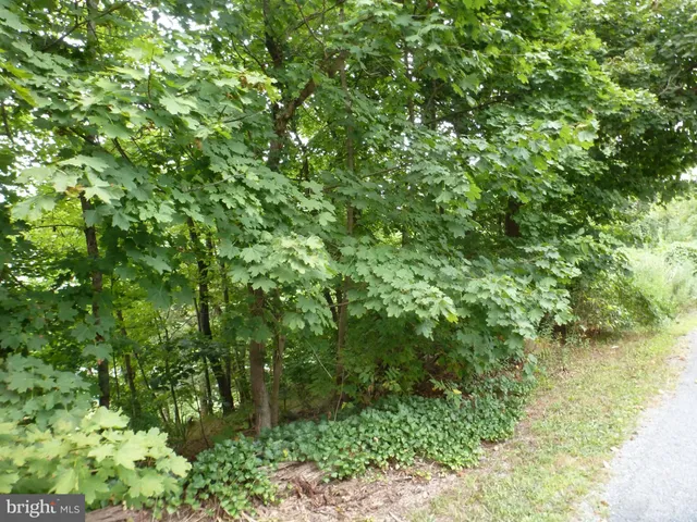 a view of a lush green forest