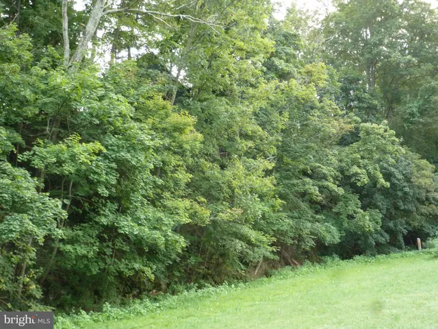 a view of a forest with trees in the background