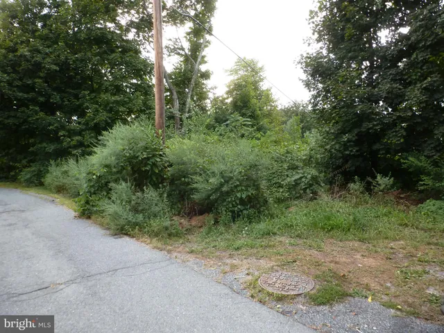 a view of a yard with plants and large trees