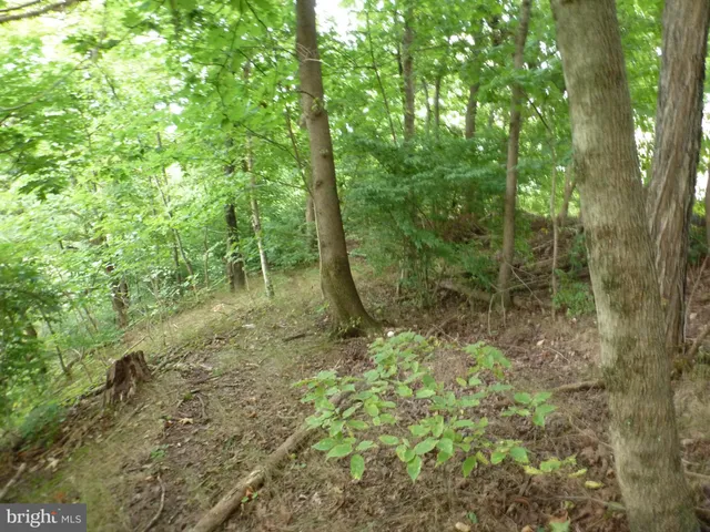 a green field with lots of trees