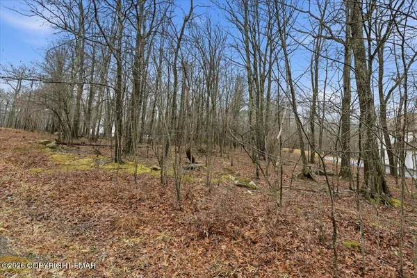 a view of a yard with trees