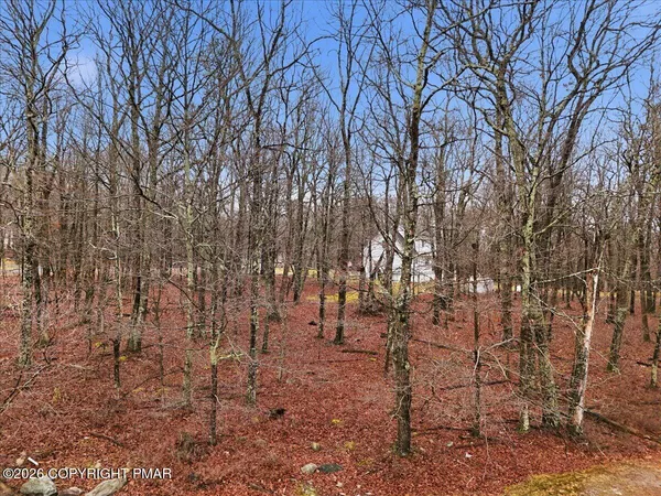 a view of a forest with trees in the background