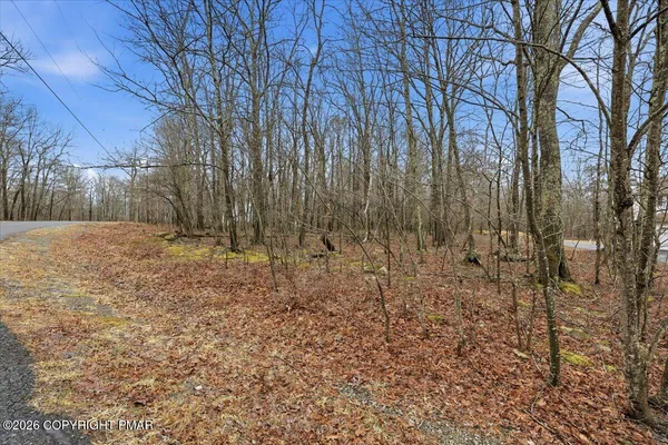 a view of a yard with trees in the background