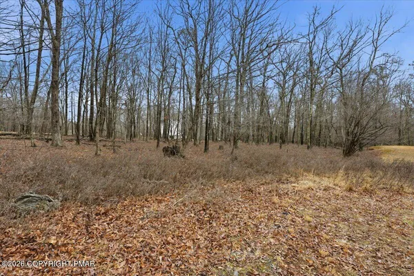 a view of a yard with trees