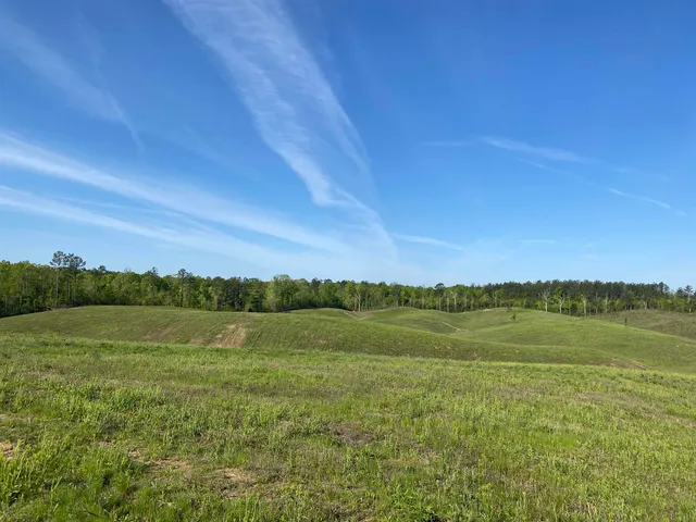 a view of a field with a tree in the background