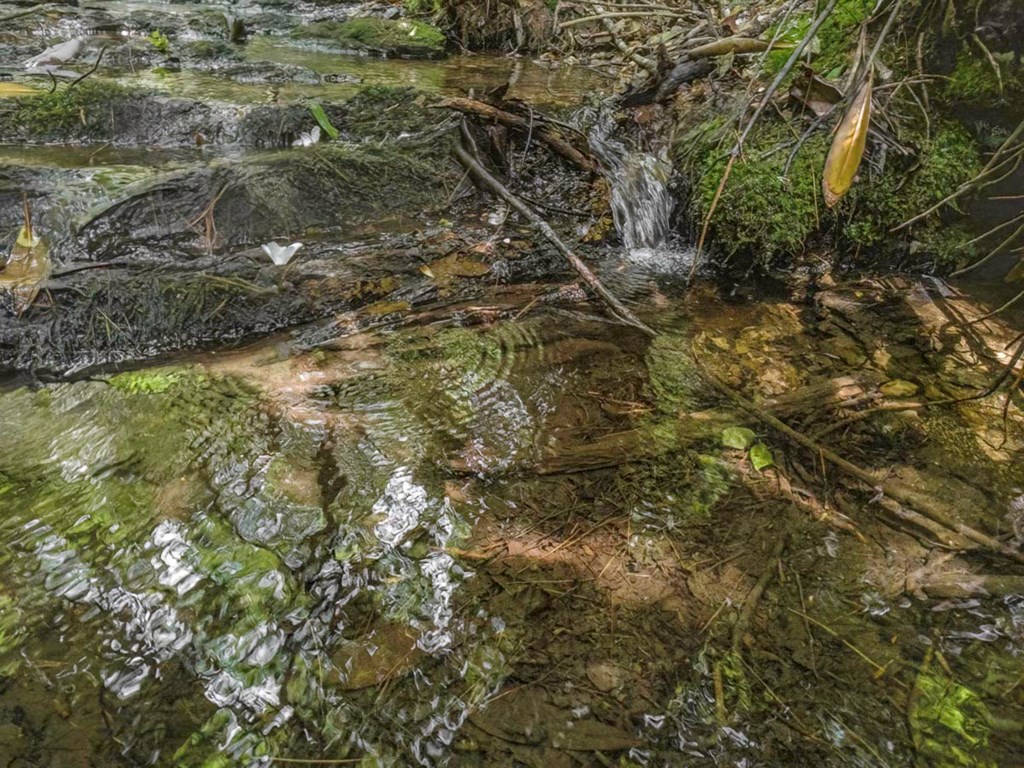 83-acres Cutcane Road Mineral Bluff, GA 30559 - Photo 18 of 22 a view of a tree