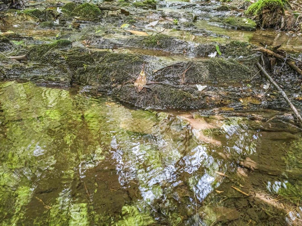 83-acres Cutcane Road Mineral Bluff, GA 30559 - Photo 21 of 22