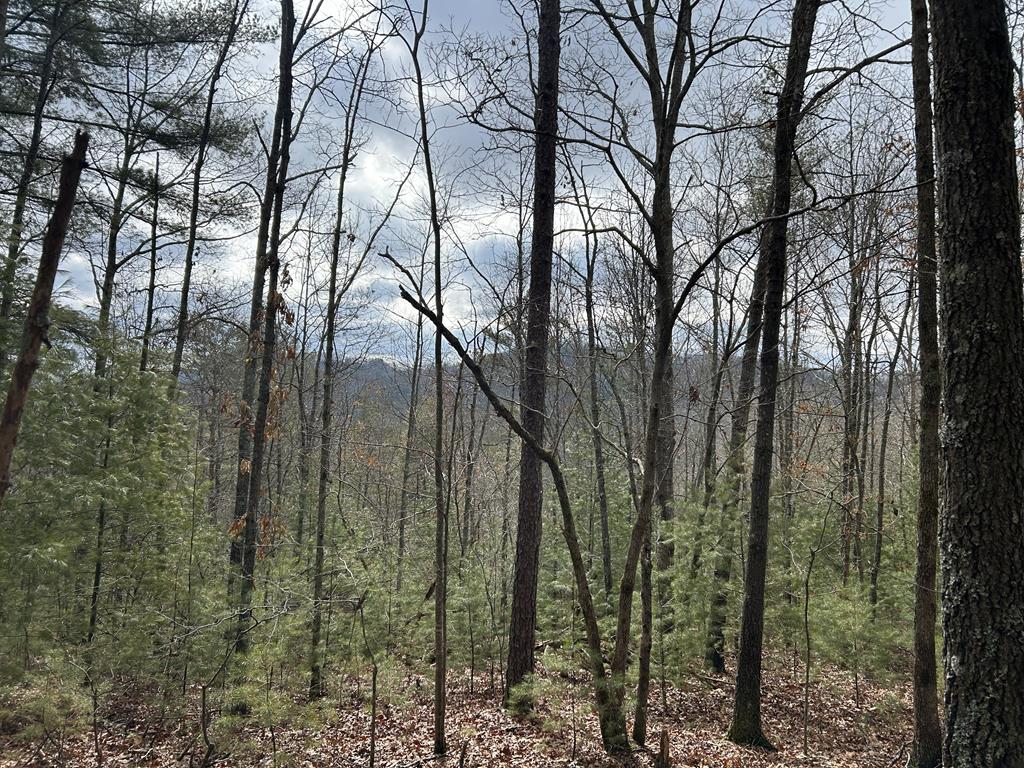 83-acres Cutcane Road Mineral Bluff, GA 30559 - Photo 22 of 22