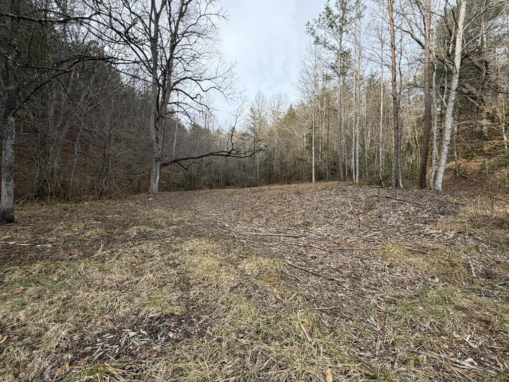 83-acres Cutcane Road Mineral Bluff, GA 30559 - Photo 6 of 22 a view of a yard with trees
