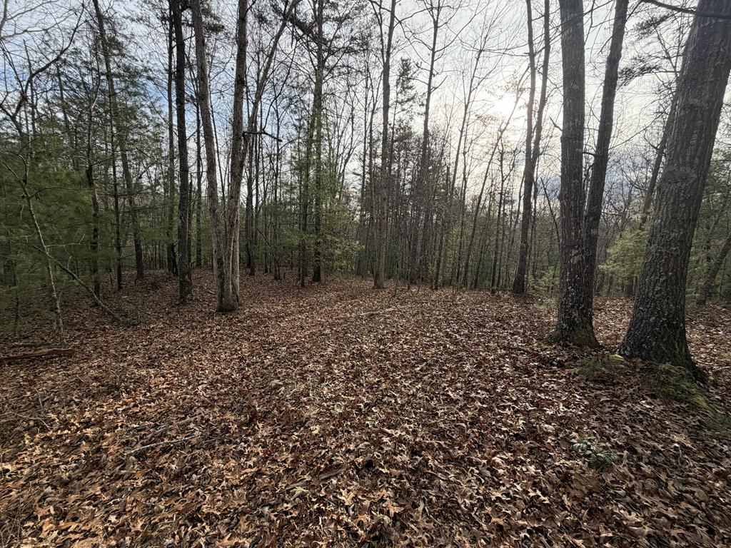 83-acres Cutcane Road Mineral Bluff, GA 30559 - Photo 9 of 22 a view of backyard with green space