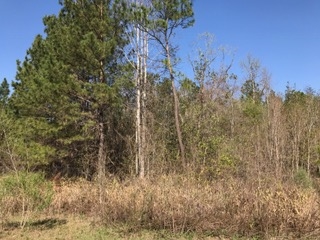 2478 Luke Rivers Road McIntosh, AL 36553 - Photo 21 of 22 North Side