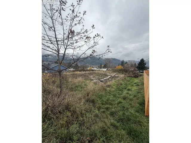 a view of a yard with tall trees