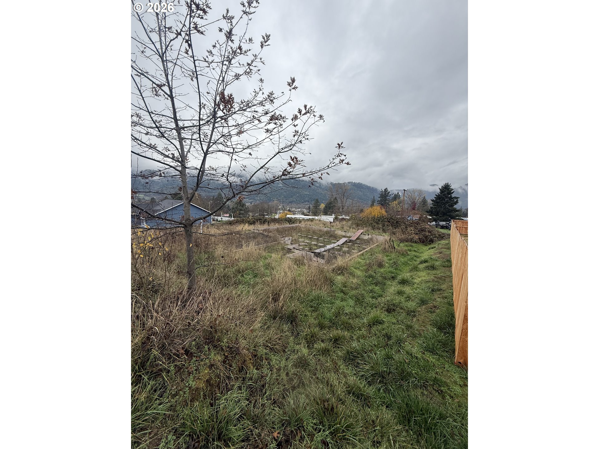a view of a yard with tall trees