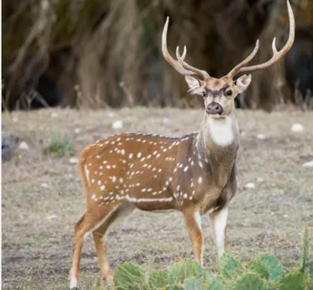 a view of an ocean from a yard