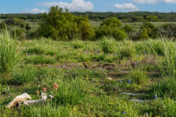 $850,000 | Lot 11 Maddalena Lane, Dripping Springs, TX 78620