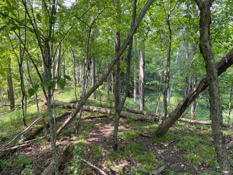 Kitter Road Ossineke, MI 49766 - Photo 3 of 3 Gallery Image 3