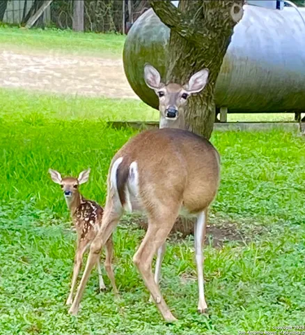 $689,000 | 8651 Bindseil Lane, San Antonio, TX 78266