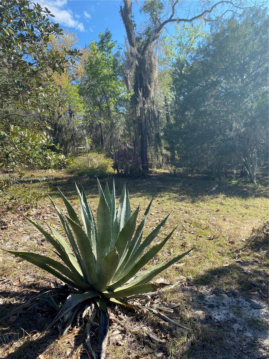 317 Neal Road Hawthorne, FL 32640 - Photo 6 of 7 Gallery Image 6
