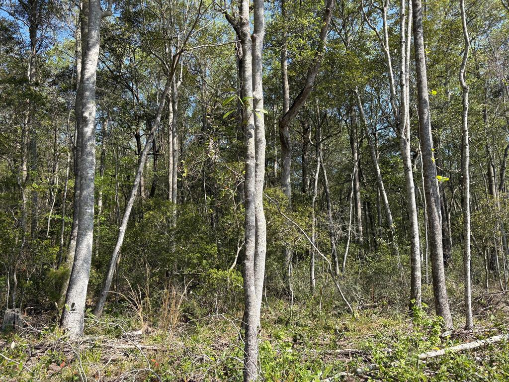 87 Highway 87 Samson, AL 36477 - Photo 36 of 47