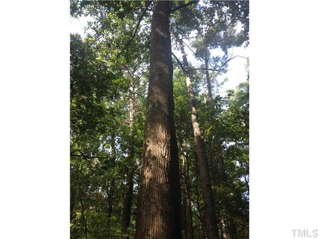 Bynum Road Pittsboro, NC 27312 - Photo 5 of 7 old growth hardwoods, fiddleheads, dogwoods, wild ginger and more.