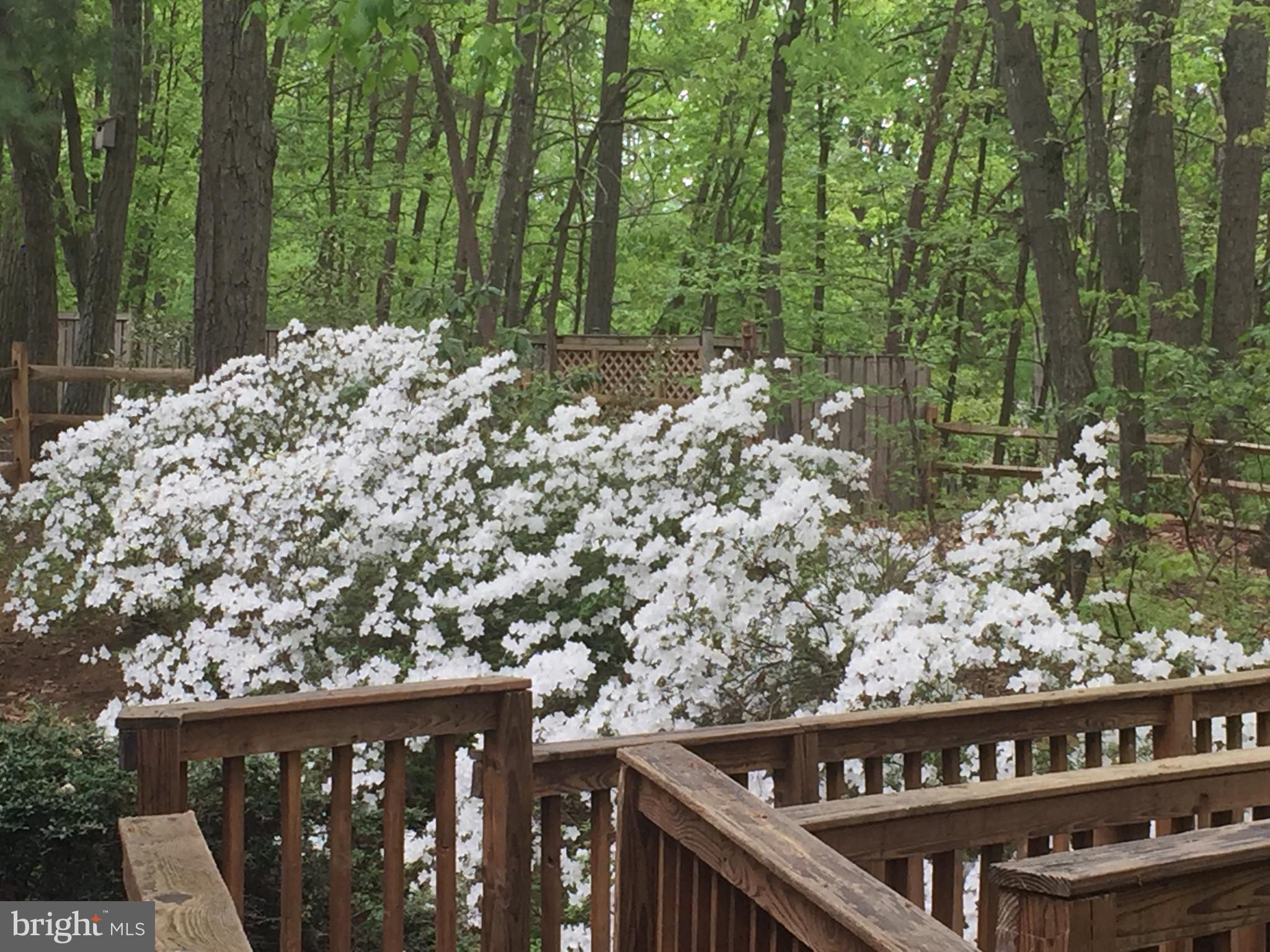 2014 Homer Terrace Reston, VA 20191 - Photo 42 of 44 Backyard Oasis