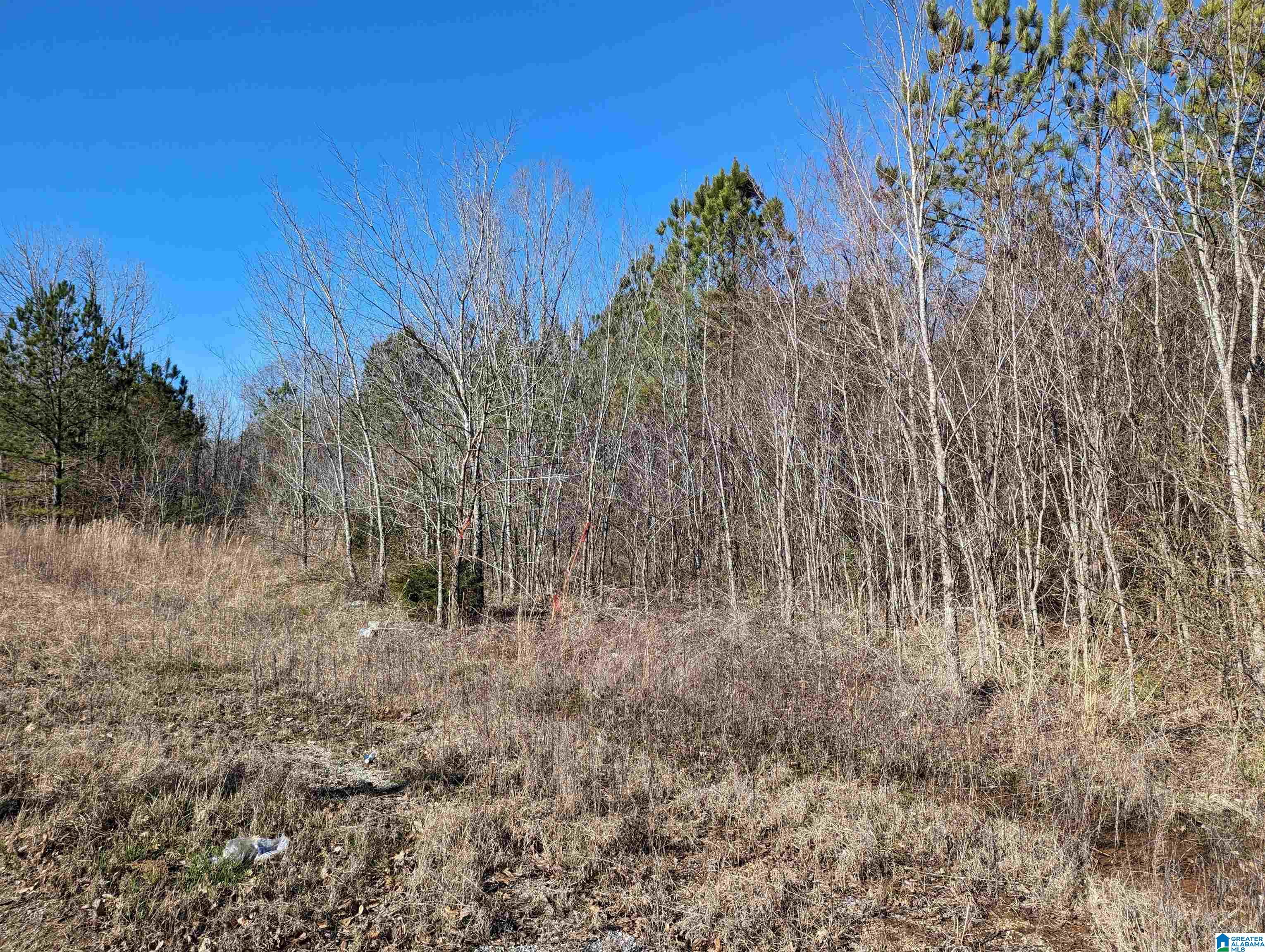 0 Chandler Springs Road Talladega, AL 35160 - Photo 7 of 35