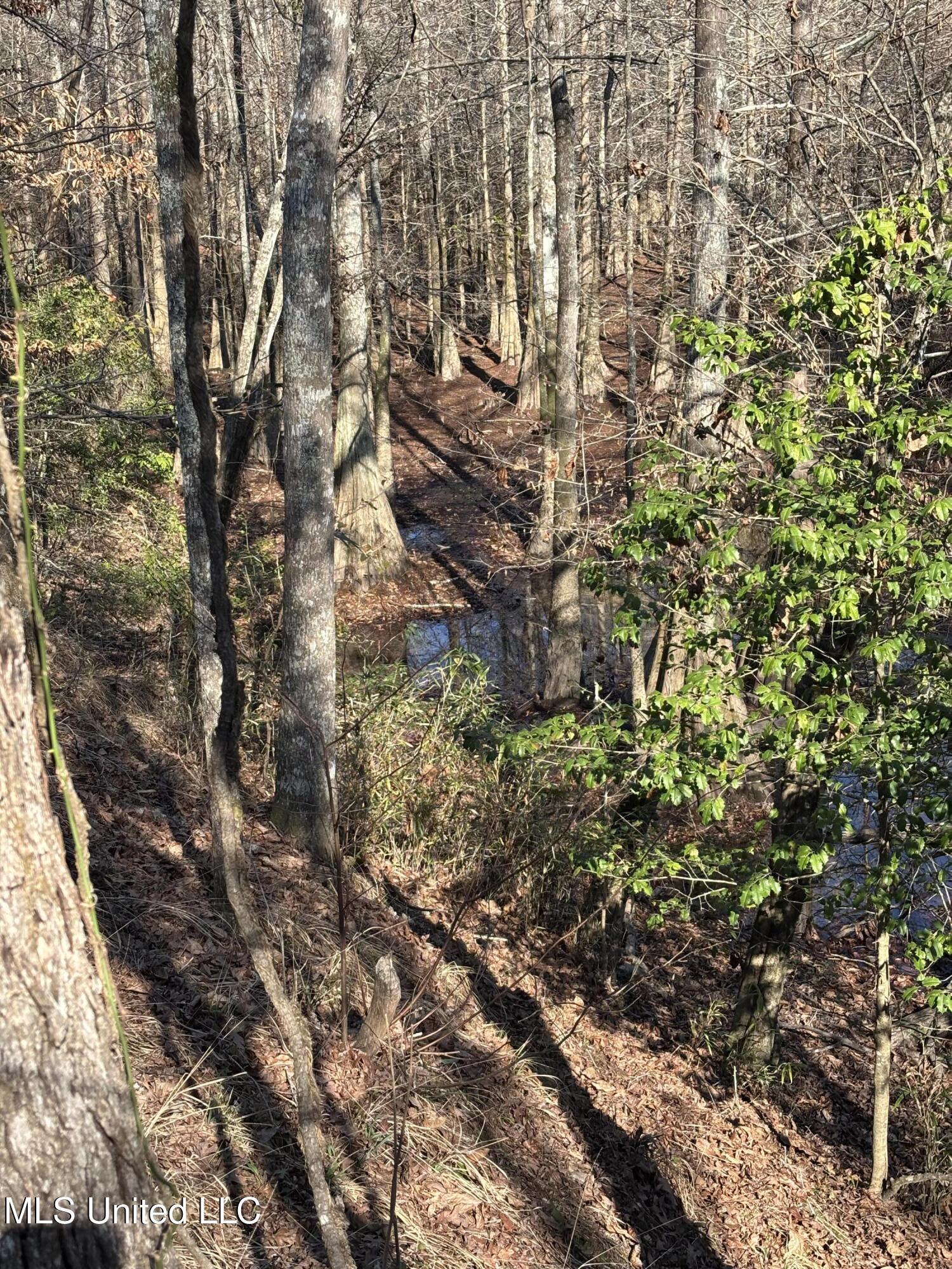 Lee Bass Road Pinola, MS 39149 - Photo 6 of 13 IMG_3489