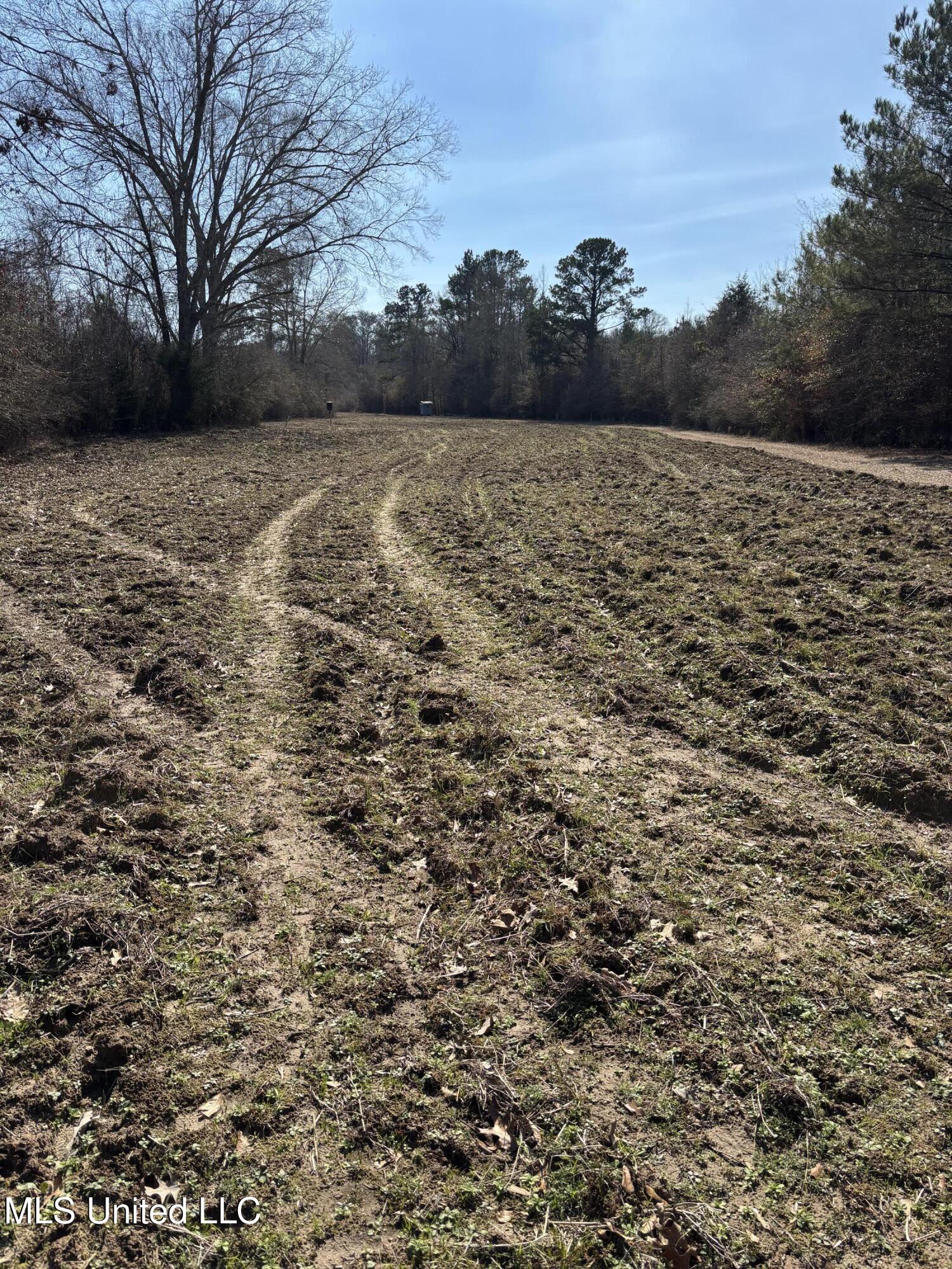 Lee Bass Road Pinola, MS 39149 - Photo 8 of 13 IMG_3476